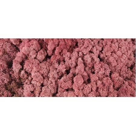 Reindeer moss ROZE(GÜL) şoklanmış norveç yosunu