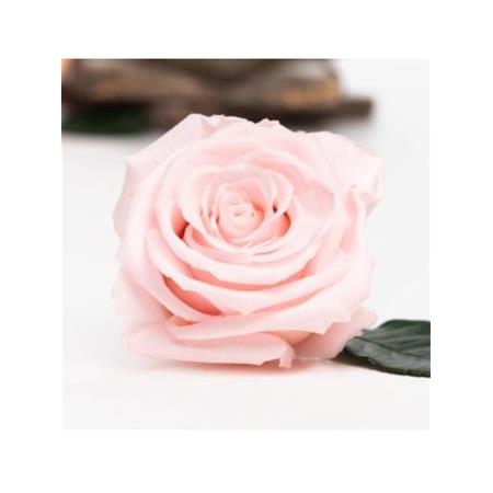 Rose Amor PİNK - 04 PEMBE şoklanmış solmaz gül XL