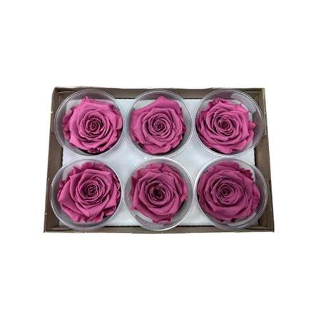 Rose Amor VİO-02 MENEKŞE RENGİ şoklanmış solmaz gül XL