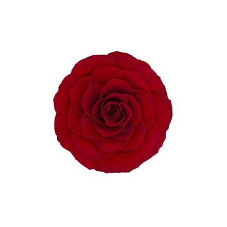 Rose Amor red-02 kırmızı şoklanmış solmaz gül XL 1 KUTU (6 ADET GÜL)
