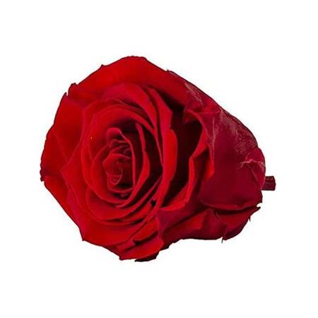 Rose Amor red-02 kırmızı şoklanmış solmaz gül XL 1 KUTU (6 ADET GÜL)