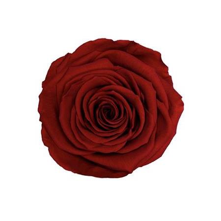 Rose Amor red-01 KOYU KIRMIZI şoklanmış solmaz gül XL 1 KUTU (6 ADET GÜL)