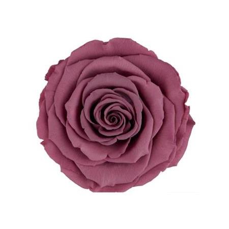 Rose Amor VİO-02 MENEKŞE RENGİ şoklanmış solmaz gül XL 1 KUTU (6 ADET GÜL)