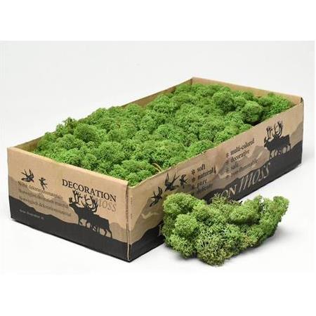 Reindeer moss forest green şoklanmış norveç yosunu