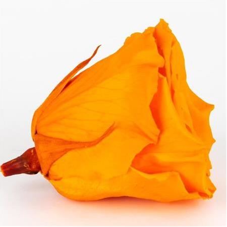 Rose Amor TURUNCU şoklanmış solmaz gül XL