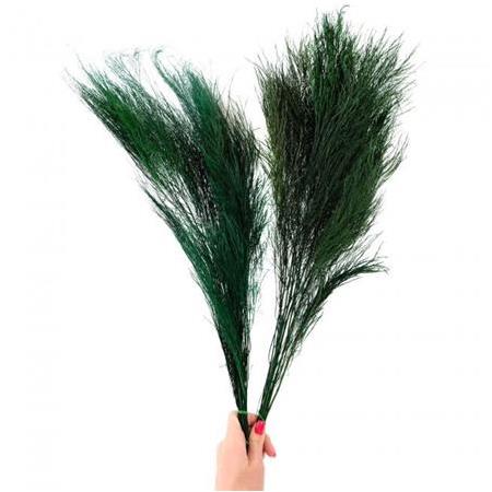Şoklanmış Korunmuş Ticky Fern