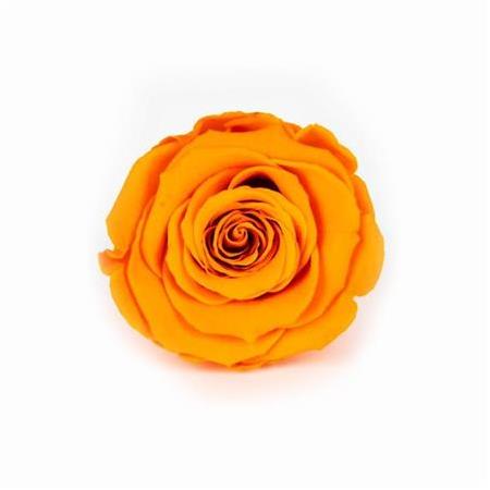 Rose Amor TURUNCU şoklanmış solmaz gül XL 6 lı paket
