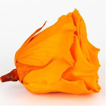 Rose Amor TURUNCU şoklanmış solmaz gül XL 6 lı paket