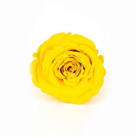 Rose Amor SARI şoklanmış solmaz gül XL 6 lı paket